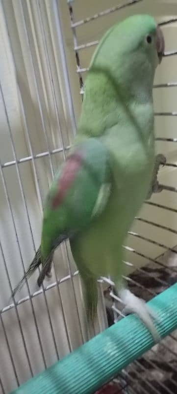 raw parrot 4