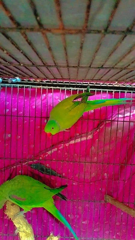 2 Male parrots 2