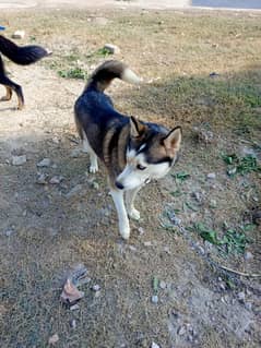 Siberian husky