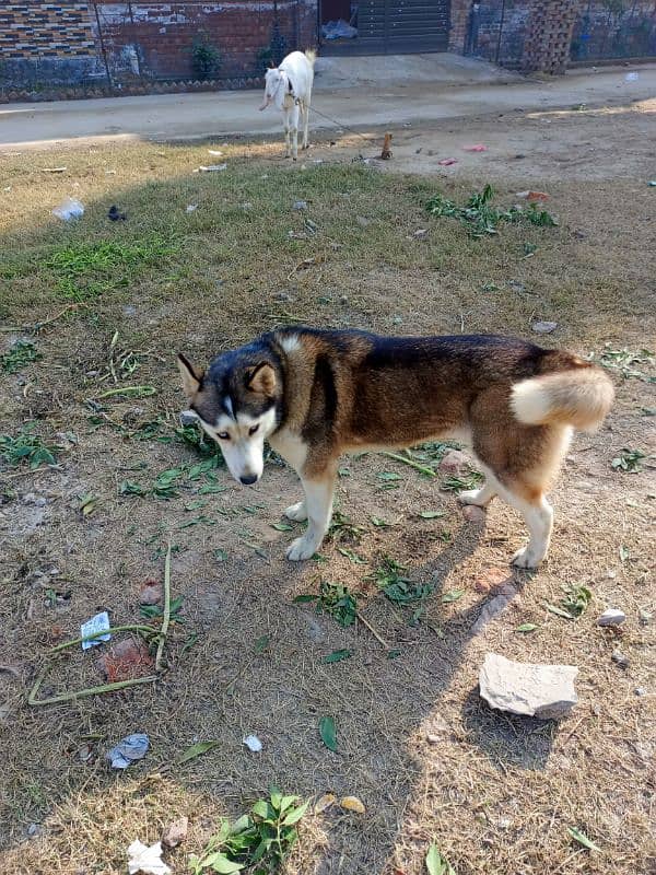 Siberian husky 4