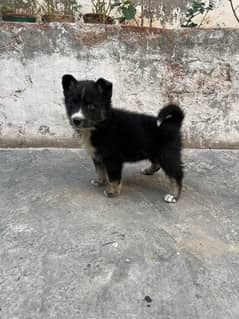 puppies for sale vecine complete 03051054266