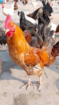 Golden misri murgi home breed 999 per kg