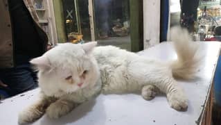 Persian cat /cat kitten /white kitten