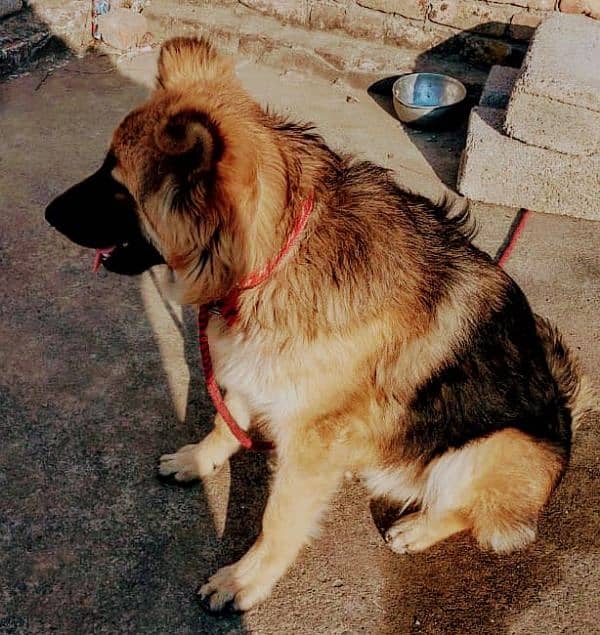 German shepherd long coat 0