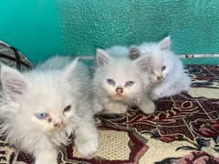 Persian Kittens