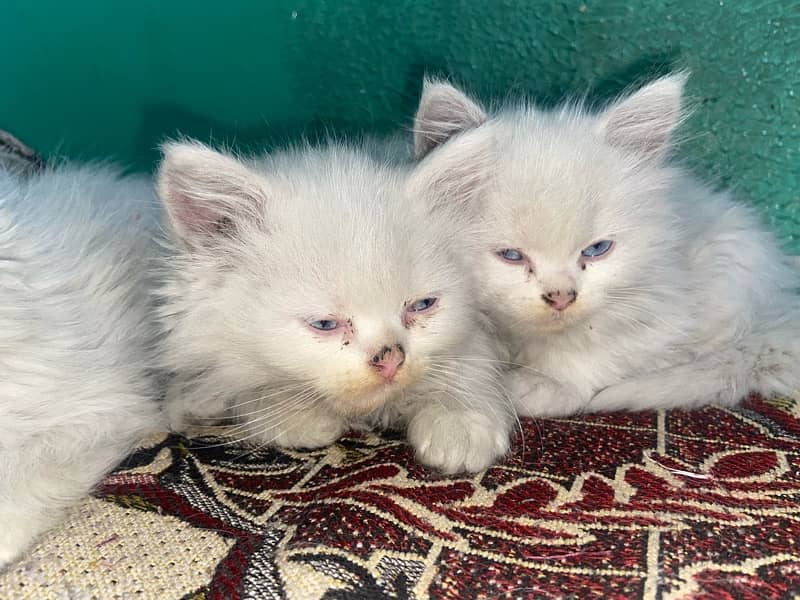 Persian Kittens 1