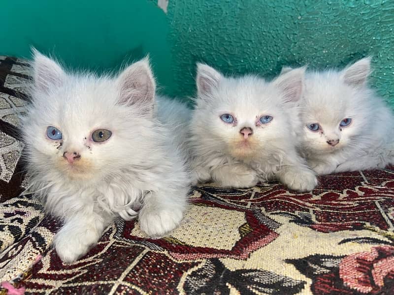 Persian Kittens 2