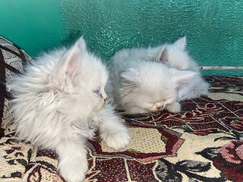 Persian Kittens 3