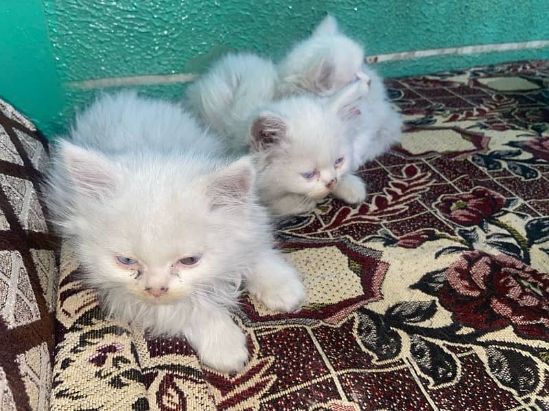 Persian Kittens 4