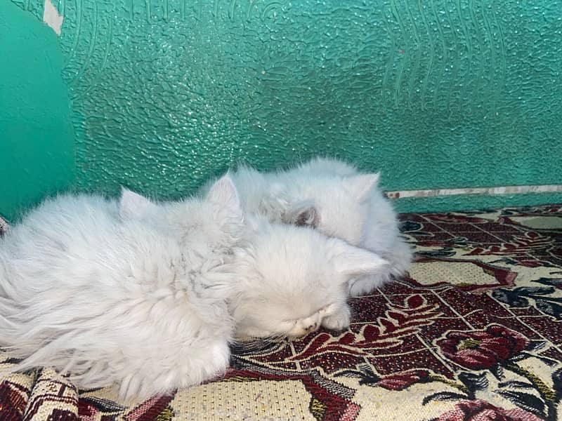 Persian Kittens 5