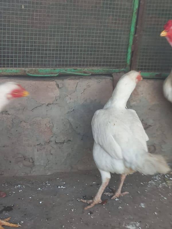 Aseel Pepper white Heera 1 male 2 female puee 5