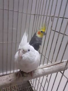 0331 4602618 Best breder Cockatil parrot pair