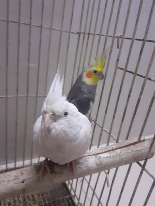 0331 4602618 Best breder Cockatil parrot pair 0