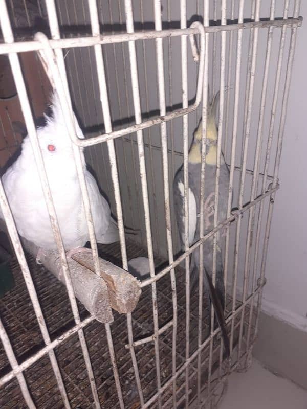 0331 4602618 Best breder Cockatil parrot pair 1