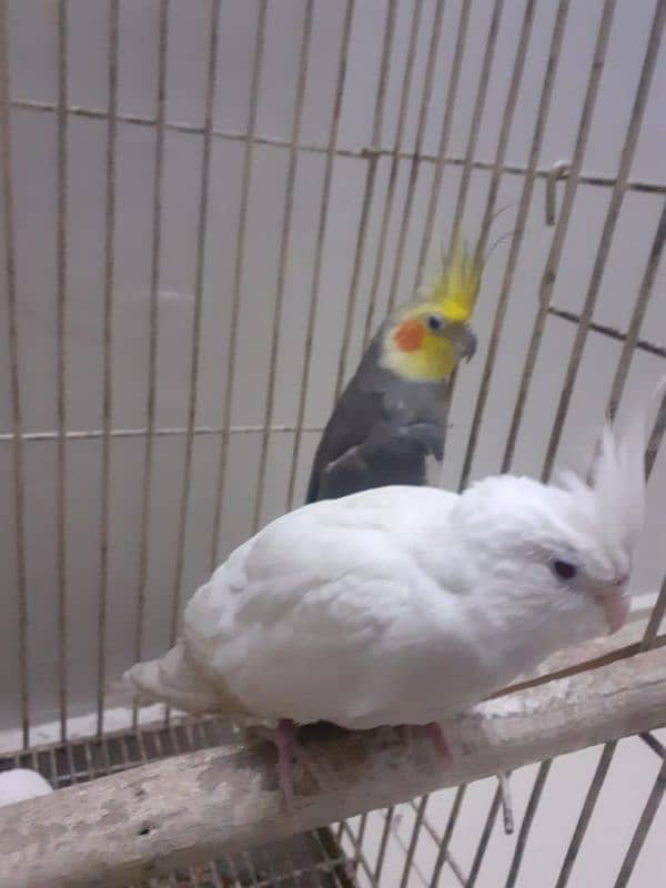 0331 4602618 Best breder Cockatil parrot pair 2