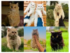 Persian hamalian british punch face piki face cat's and kitten's