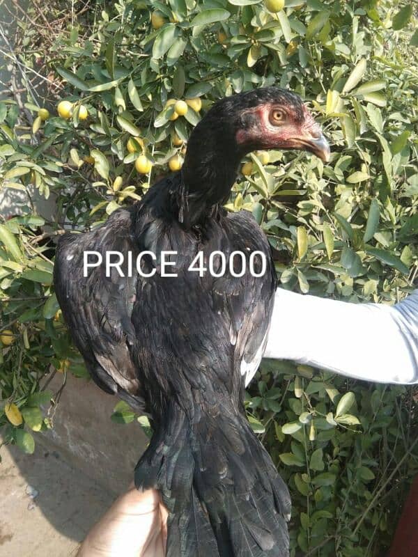 Aseel pathy for sale 1