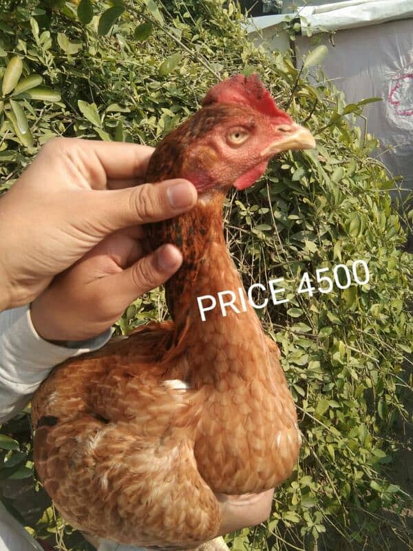 Aseel pathy for sale 8