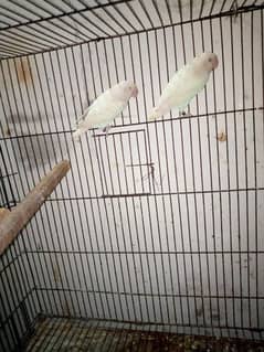 Albino red eye and albino split pair with chiks