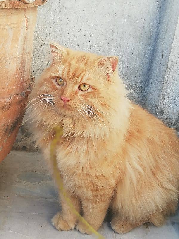 Orange Garfield Persian Cat 0