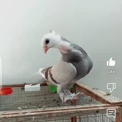 fancy pigeon