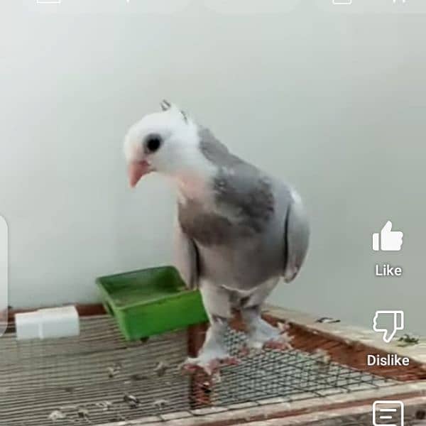 fancy pigeon 1