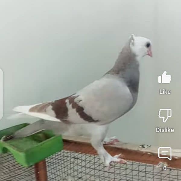 fancy pigeon 2