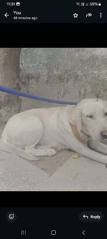 labradorite retriever for sale 3