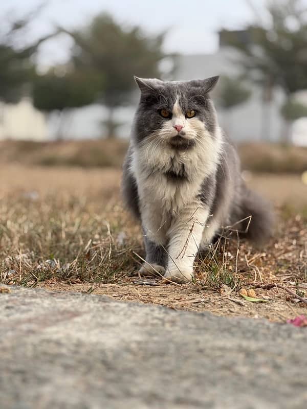 persian cat for sale 2