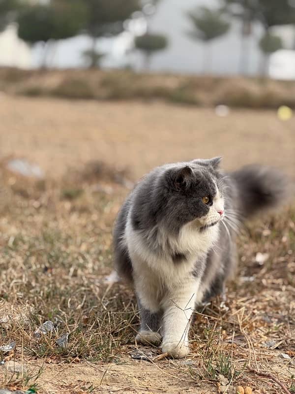 persian cat for sale 3