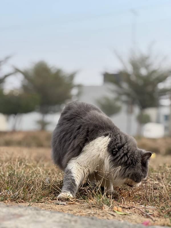 persian cat for sale 4