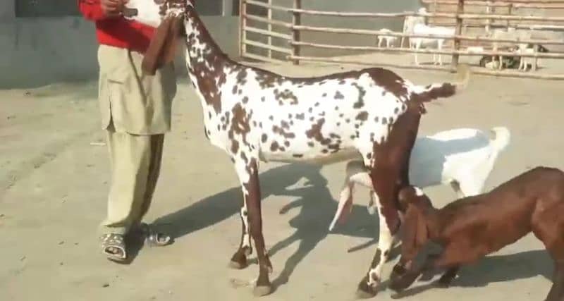 Desi Bakri For SAlE CALL Number:03425820107 0