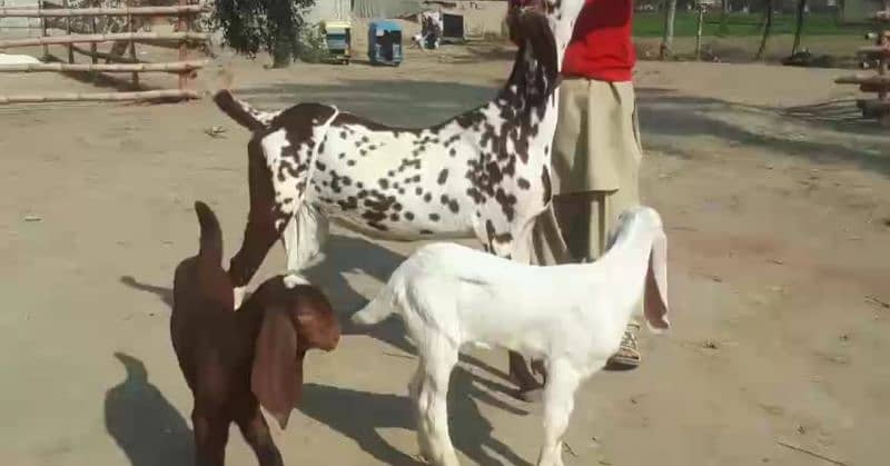 Desi Bakri For SAlE CALL Number:03425820107 2