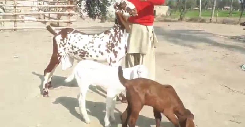 Desi Bakri For SAlE CALL Number:03425820107 3