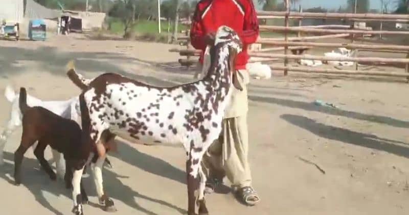 Desi Bakri For SAlE CALL Number:03425820107 4