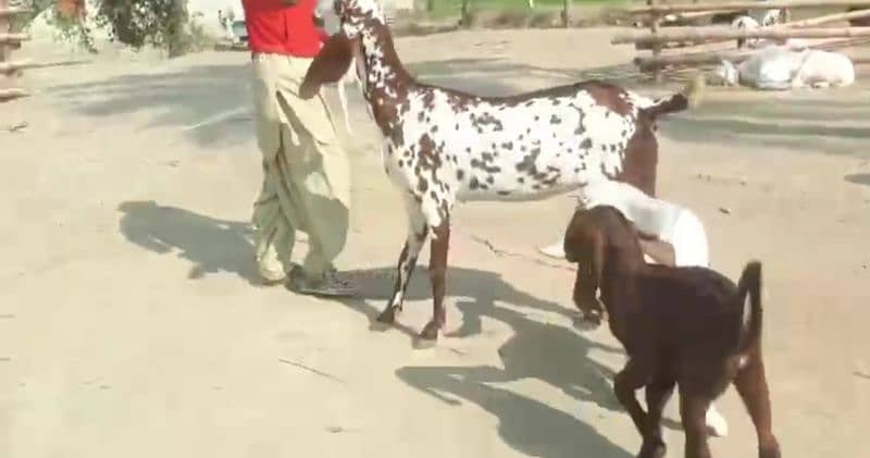 Desi Bakri For SAlE CALL Number:03425820107 6