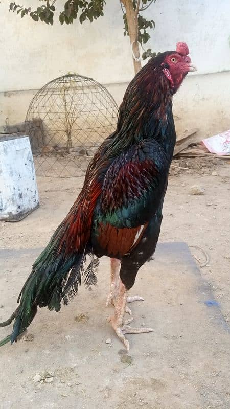 Aseel lasani mushka or lakha high quality murga for sale. 1