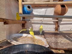 cage and parrat total sale 4 pair red eye 5 pair astralian full active