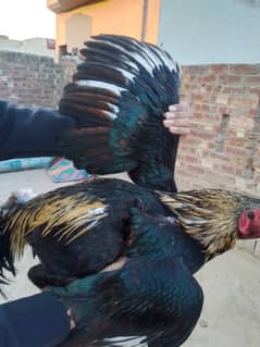 Aseel Rooster Hen Pair for sell at best price