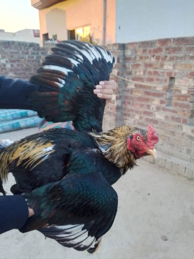 Aseel Rooster Hen Pair for sell at best price 1