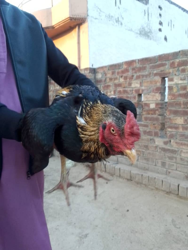 Aseel Rooster Hen Pair for sell at best price 2