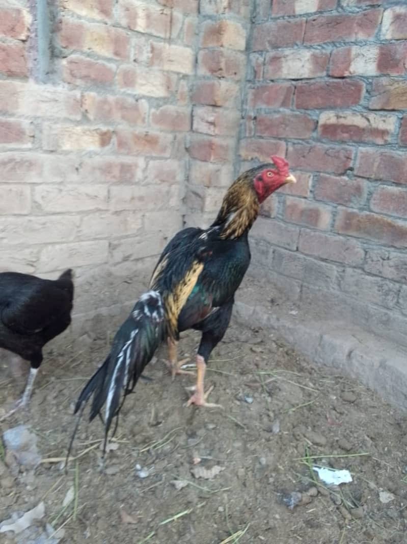 Aseel Rooster Hen Pair for sell at best price 3