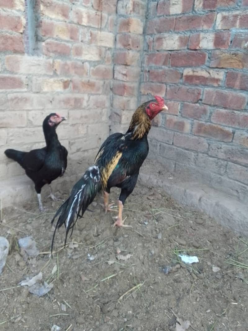 Aseel Rooster Hen Pair for sell at best price 4