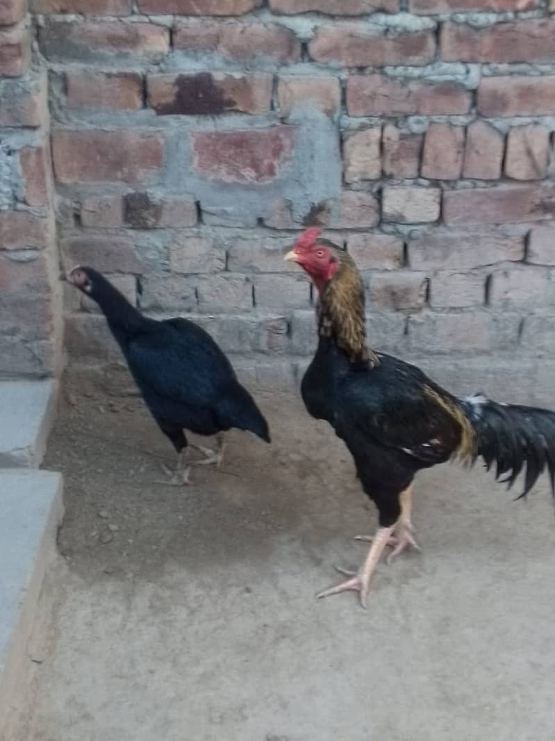 Aseel Rooster Hen Pair for sell at best price 5