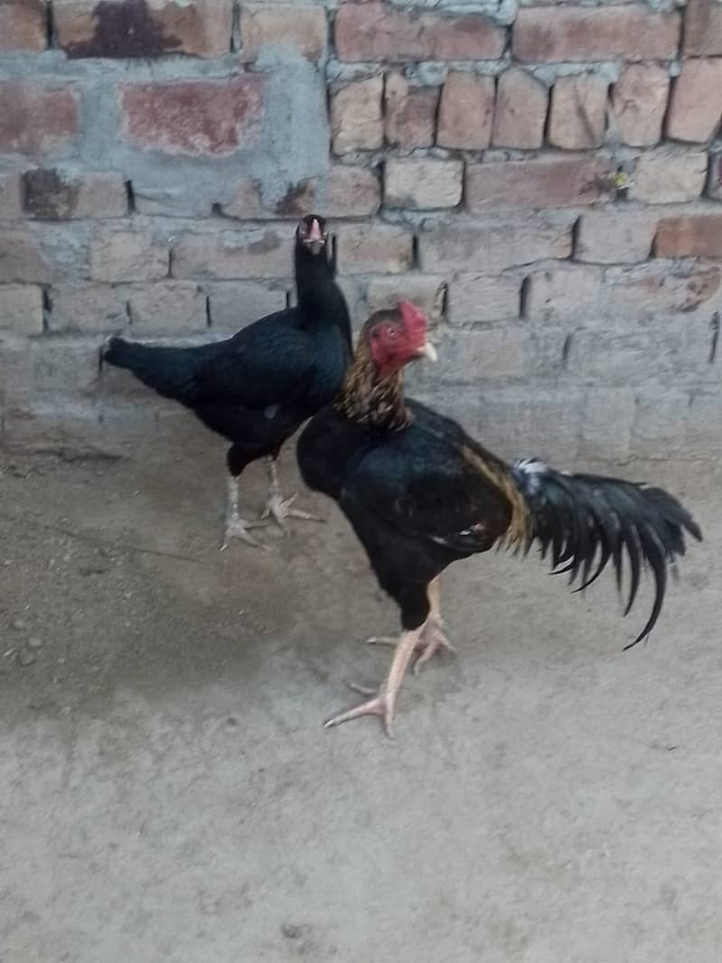 Aseel Rooster Hen Pair for sell at best price 7