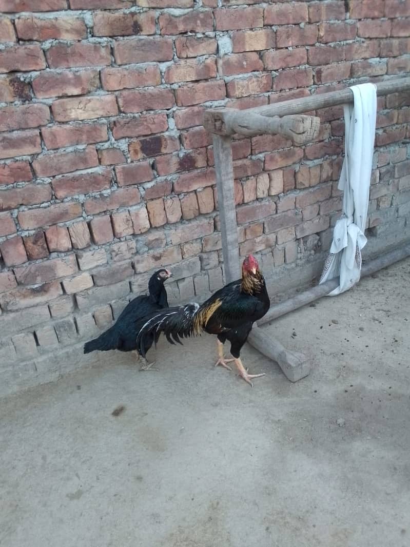 Aseel Rooster Hen Pair for sell at best price 8