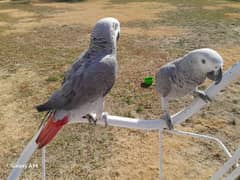 African gray talking parrot 12-13 mouth age