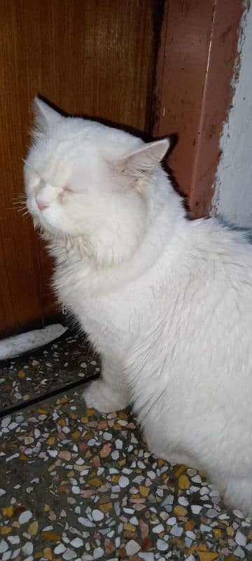 Triple coat Persian Cat Male 1