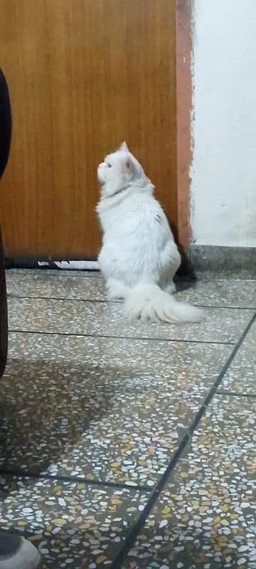 Triple coat Persian Cat Male 2