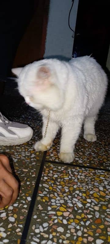 Triple coat Persian Cat Male 3